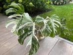 Monstera Variegata tussenstekken, Huis en Inrichting, Ophalen, Halfschaduw, Minder dan 100 cm