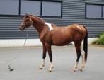 2-jarige Pintabian hengst 99% Arabisch, Dieren en Toebehoren, Paarden, Minder dan 160 cm, Gechipt, 0 tot 2 jaar, Hengst