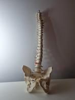 Anatomisch model van de wervelkolom, Ophalen of Verzenden