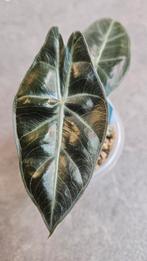 Alocasia Pink Dragon, Ophalen of Verzenden, Halfschaduw, Minder dan 100 cm