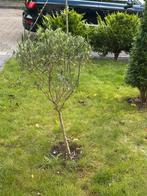 Olijfboom 100 cm, Bloeit niet, 100 tot 250 cm, Olijfboom, Ophalen