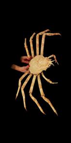 Zeer zeldzame Japanse spider krab PREPARATENSHOP, Overige soorten, Opgezet dier, Ophalen of Verzenden, Zo goed als nieuw