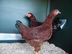 Red Island kriel | Nieuwsgierige kippen | Passend advies, Dieren en Toebehoren, Pluimvee, Meerdere dieren, Kip