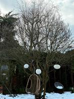 Ivm tuinrenovatie is deze prachtige magnolia te koop, Halfschaduw, Lente, 400 cm of meer, Overige soorten