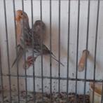 Kanaries, Dieren en Toebehoren, Vogels | Kanaries, Meerdere dieren, Kleurkanarie