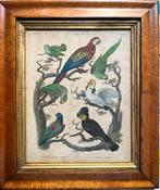 Oude antieke ets gravure Ornithology papegaai parrot lijst, Antiek en Kunst, Ophalen of Verzenden