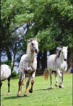 Buitenritten op Rescue Paarden in Lekkerkerk, Dieren en Toebehoren, Overige typen, Ophalen of Verzenden, Dames, Nieuw