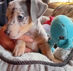silver grey merle jack russel pups teefjes, Dieren en Toebehoren, Honden | Jack Russells en Terriërs, België, Particulier, Jack Russell Terriër