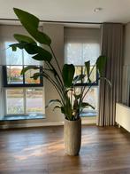 Strelitzia Nicolai, Huis en Inrichting, Kamerplanten, Ophalen, 150 tot 200 cm