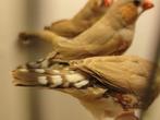 2 koppels en 4 mannen zebravinken, Dieren en Toebehoren, Vogels | Overige Vogels, Meerdere dieren