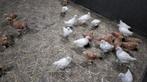 Poule de bresse  kuikens, Vrouwelijk, Kip