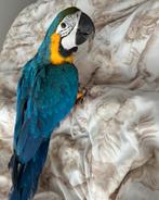 Blauw Gele Ara pop MET kooi, Dieren en Toebehoren, Vogels | Parkieten en Papegaaien, Vrouwelijk, Papegaai