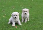 Prachtige mini doodle pups mogen het nest verlaten, Dieren en Toebehoren, Nederland, CDV (hondenziekte), 8 tot 15 weken, Meerdere