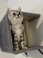 LAATSTE Britse korthaar silver tabby kitten beschikbaar, Meerdere dieren, Ontwormd, 0 tot 2 jaar