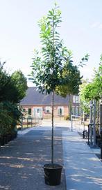 groenblijvende bomen prunus novita, Overige soorten, Lente, Ophalen, Volle zon