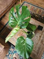 Monstera variegata, Huis en Inrichting, Kamerplanten, Ophalen, Overige soorten, Minder dan 100 cm