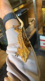 1.0 wimpergekko volwassen mannetje, Dieren en Toebehoren, Reptielen en Amfibieën, 0 tot 2 jaar, Hagedis