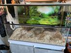 Terrarium, Dieren en Toebehoren, Knaagdieren en Konijnen | Hokken en Kooien, Zo goed als nieuw, Hok, 75 tot 110 cm, Ophalen
