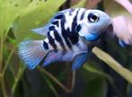 Polar Parrot Cichlids - Platinum/White and Blue, Dieren en Toebehoren, Vis