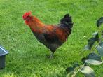 Jonge Marans kweekhaan, blauwkoper. Donker chocolade eieren, Dieren en Toebehoren, Pluimvee, Geslacht onbekend, Kip