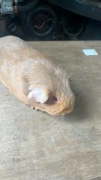 Zalm aqouti, Dieren en Toebehoren, Knaagdieren, Vrouwelijk, Tam, Maart, Cavia