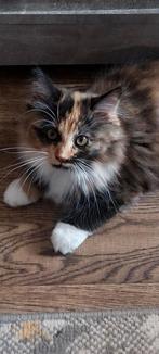 Geweldige Maine Coon kittens 😻😺💝💙🫶, Meerdere dieren, Ontwormd