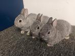 Te koop jonge dwergkonijnen, kleur zwart en chinchilla, Meerdere dieren, Dwerg, 0 tot 2 jaar
