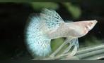 Albino blue dragon ribbon  guppen, Vis, Zoetwatervis