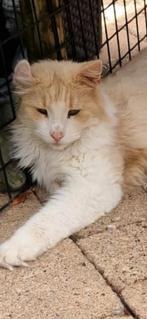 super lieve noorse boskat., Meerdere dieren