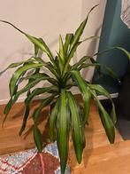 Dracaena Fragrans plant - kamerplant, Huis en Inrichting, Kamerplanten, Ophalen, Overige soorten, 100 tot 150 cm