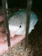 Prachtige piep jonge agapornis fisheri lovebirds turquoise, Dieren en Toebehoren, Vogels | Parkieten en Papegaaien, Meerdere dieren