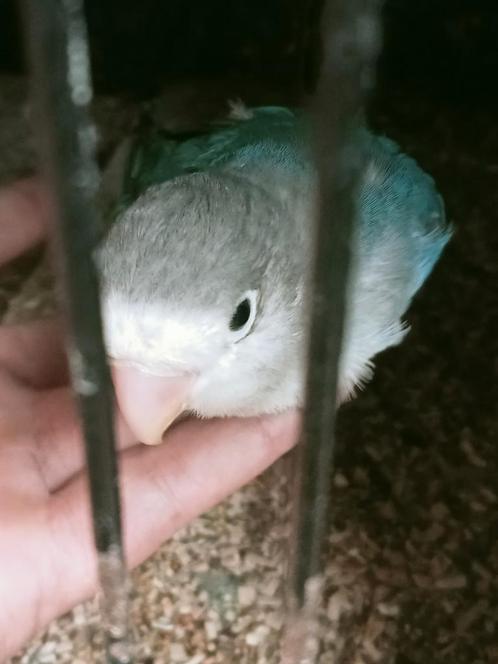 Prachtige piep jonge agapornis fisheri lovebirds turquoise, Dieren en Toebehoren, Vogels | Parkieten en Papegaaien, Dwergpapegaai of Agapornis