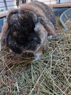 Lief mooi rammetje, Dieren en Toebehoren, Mannelijk, Dwerg