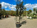 Meerstammige steeneik natuurlijke groeivorm (Quercus ilex), In pot, Lente, Overige soorten, Volle zon