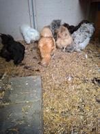 Te koop zijdehoenders, Dieren en Toebehoren, Pluimvee, Vrouwelijk, Kip