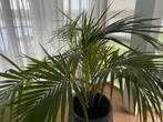 Groene grote palm (kamerplant), Ophalen, 100 tot 150 cm, Palm, Halfschaduw