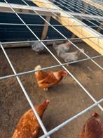 Friese blauwpellen tekoop, Vrouwelijk, Kip