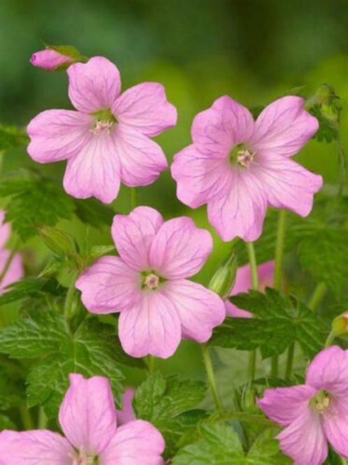 Tuinplanten Vaste planten Allerlei, Tuin en Terras, Planten | Tuinplanten, Vaste plant, Overige soorten, Halfschaduw, Zomer, Ophalen