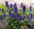 Tuinplant | bodembedekker | groenblijvend zenegroen, Tuin en Terras, Planten | Tuinplanten, Ophalen, Bodembedekkers, Vaste plant