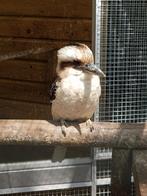 Jonge kookaburra, Meerdere dieren, Geringd, Roofvogel