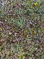 Sedum mix per m2, Ophalen, Zomer, Bodembedekkers, Volle zon