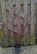 Witte kornoelje Cornus Kesselringi Sibirica Elegantissima, Ophalen, Overige soorten, Struik, Minder dan 100 cm