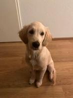 Golden Retriever, Dieren en Toebehoren, Golden retriever, 15 weken tot 1 jaar, Reu, CDV (hondenziekte)