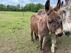 Ezel hengst, Dieren en Toebehoren, Overige Dieren, Mannelijk, Na 1 juli 2024