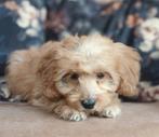 Prachtige Mini Doodle Pups 🩵💗, Dieren en Toebehoren, Honden | Chihuahua's en Gezelschapshonden, Nederland, Overige rassen, CDV (hondenziekte)
