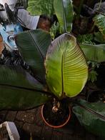 Ensete ventricosum 'maurelii', Tuin en Terras, Ophalen of Verzenden