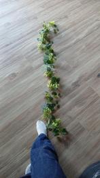 Plantenslingers nep (30), Tuin en Terras, Ophalen of Verzenden, Overige soorten, Minder dan 100 cm