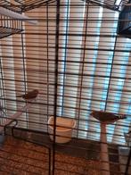 3koppels zebravinken, Dieren en Toebehoren, Vogels | Overige Vogels, Meerdere dieren, Tropenvogel