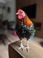 Jonge prachtige haan, Dieren en Toebehoren, Mannelijk, Kip