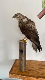 Opgezette vogel dieren taxidermie, Verzamelen, Dierenverzamelingen, Ophalen of Verzenden, Zo goed als nieuw, Vogel, Opgezet dier